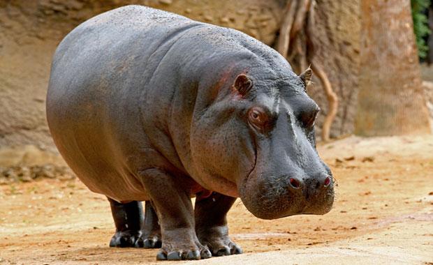 Hippopotamus dies at Nehru Zoological Park in Hyderabad
