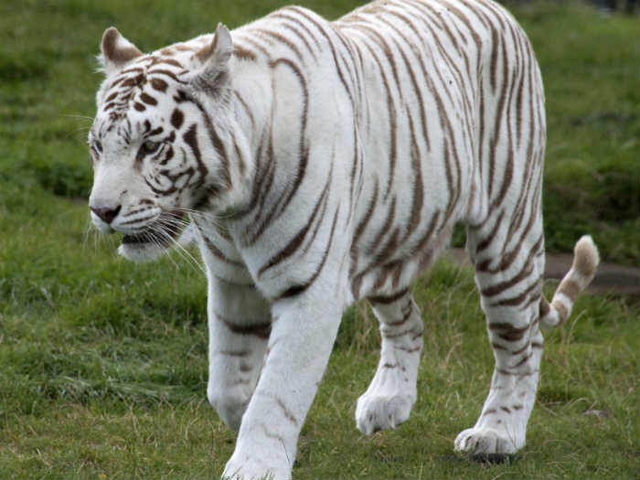 White tiger safari inaugurated in Satna district