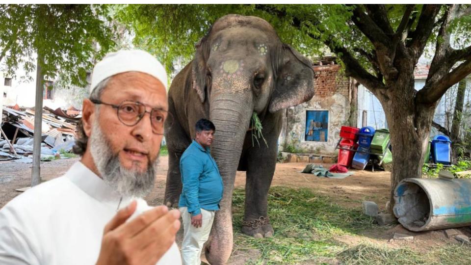 asaduddin-owaisi-urges-telangana-govt-for-permanent-elephant