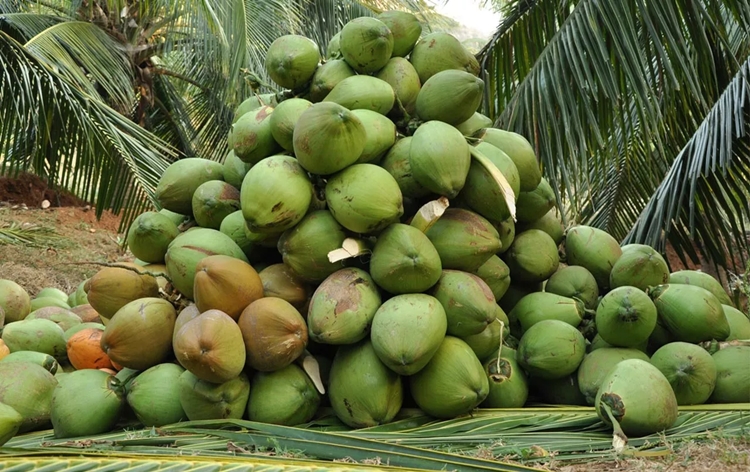 gujaratrecordssignificantriseincoconutproduction