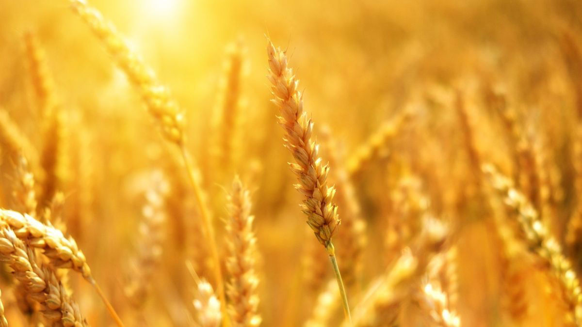 Govt approves proposal for sale of 30 Lakh MTs of wheat under Open Market Sale Scheme