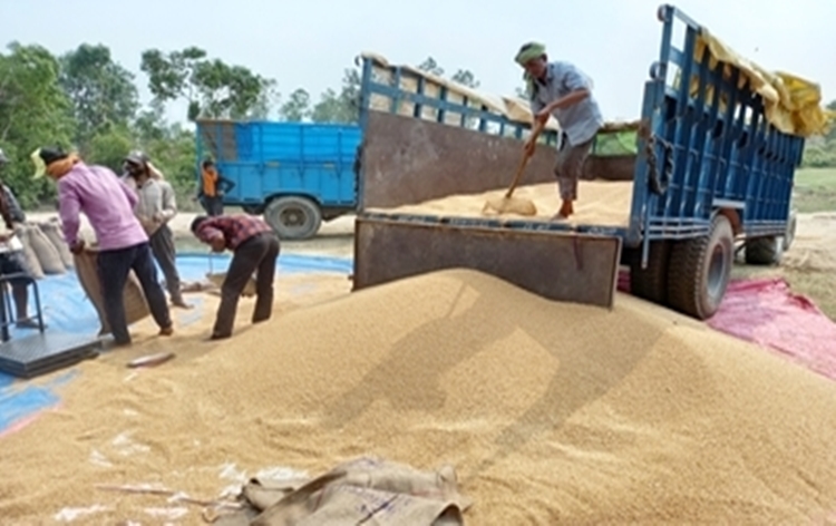 Centre extends wheat procurement season till 31st May