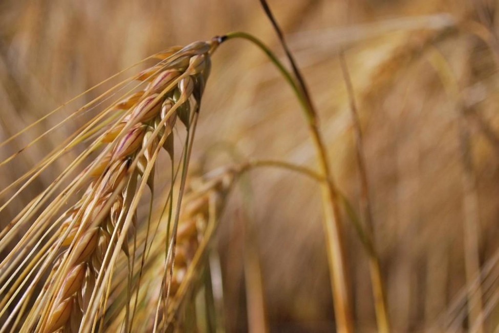 wheatprocurementfromfarmerstouchesanalltimerecordof382lakhtonnes