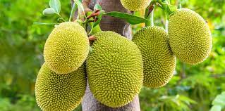 odishaplanslargescaleproductionofjackfruit