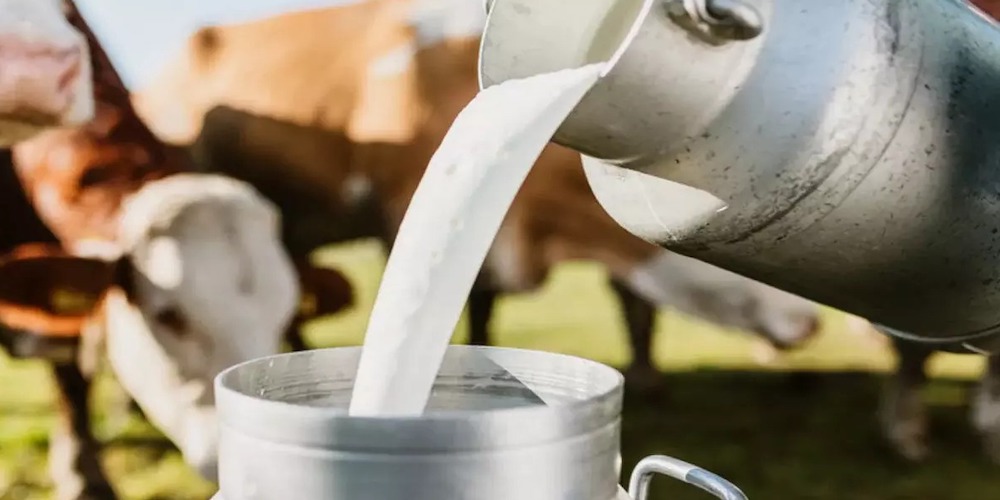 country’smilkproductionwitnessesgrowthof635%inlast10years