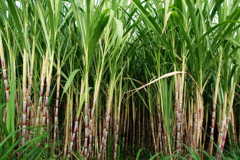 indiaproducesrecordover5000lakhmetrictonsofsugarcaneinsugarseason202122