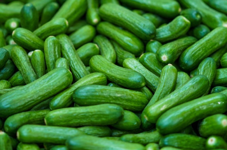 India emerges as largest exporters of Gherkins and Cucumber in the world