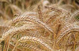 madhyapradeshgovtprocures580lakhmtwheatatmsp