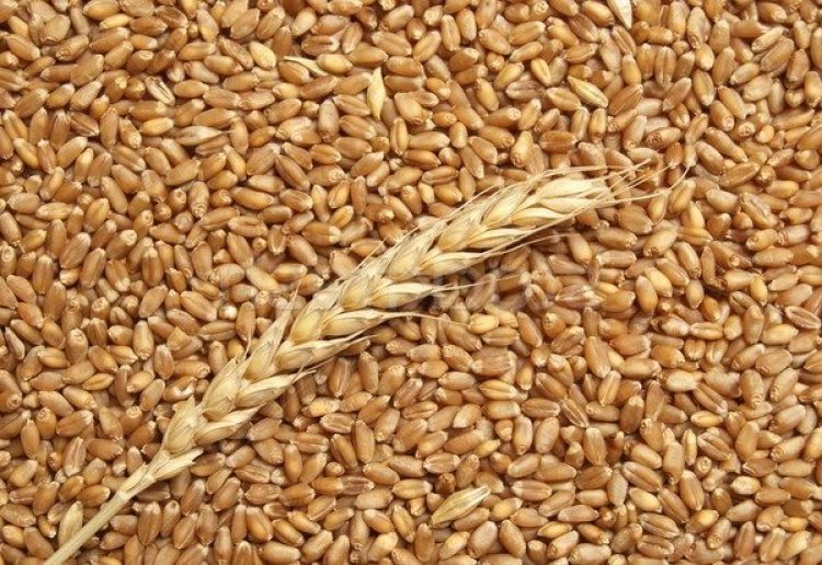 Over 262 Lakh MT Of Wheat Procured So Far In 2024
