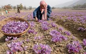 bumpersaffroncropcheersupfarmersinkashmirvalley