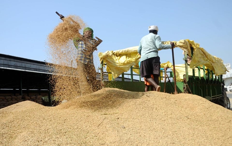 More than 20,000 quintals paddy procured in Khanna Mandi of Ludhiana district