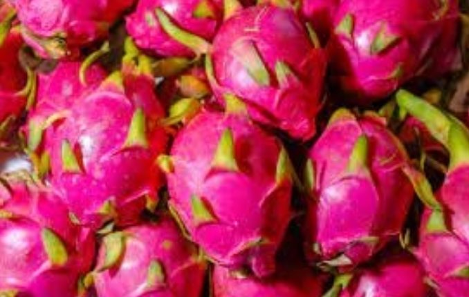 indiaexportsdragonfruittodubai