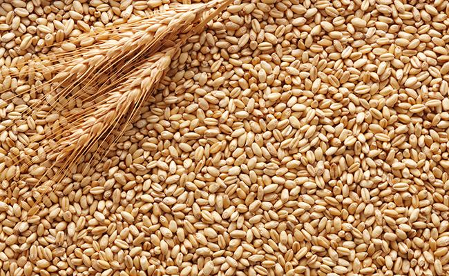 rabi-season-2022-23-over-187-lakh-metric-tpmme-of-wheat-procured-by-the-government-so-far