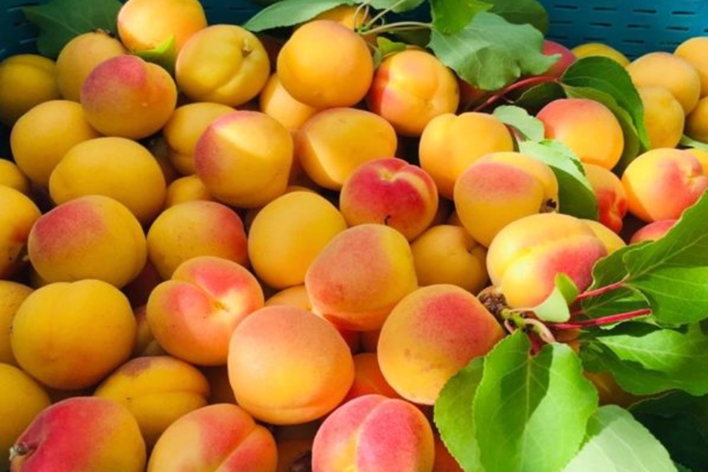 ladakhgetsitsfirstevergitagtoitsraktseykarpoapricot