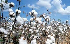 pakistantradebodyasksitsgovernmenttoallowimportofcottonfromindia