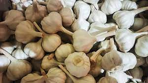 RAJFED to procure 46,830 Metric Tonnes of garlic from six garlic-producing districts of state