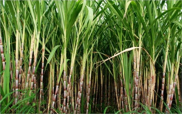 govthikessugarcanepricebyrs20perquintal