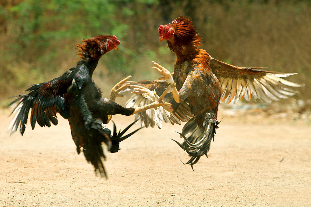 11personsarrestedforcockfightonhyderabadoutskirts