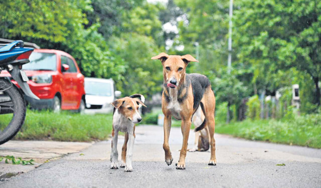 youngstertriestorapestraydoginchikkamagalurukarnataka