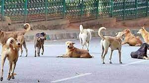 stray-dogs-kill-three-year-old-girl-in-dhar-district-mp