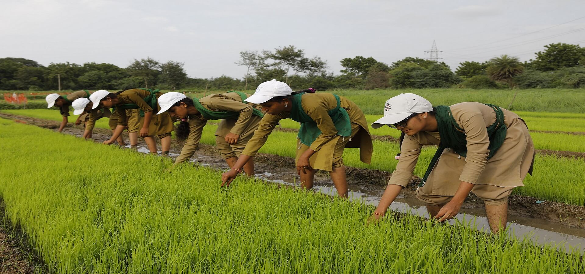 telanganagovtplanstosetuppolytechniccollegetopromoteorganicfarming