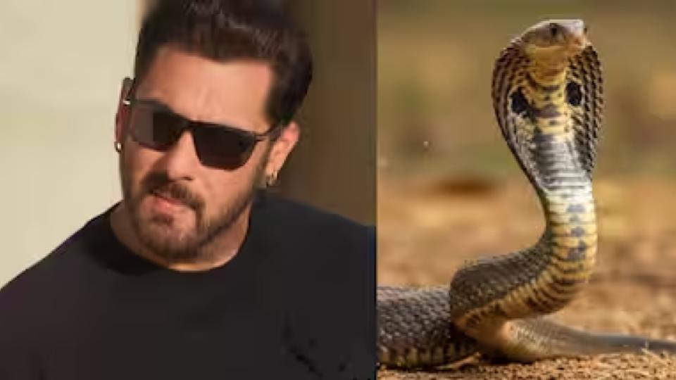 snakestraysnearsalmankhan?smumbaihomerescued