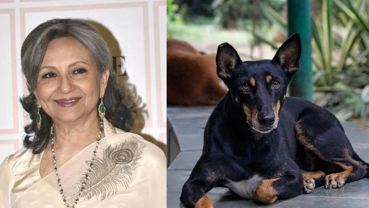 Supreme Court stray dog ruling shuts door on the voiceless: Sharmila Tagore