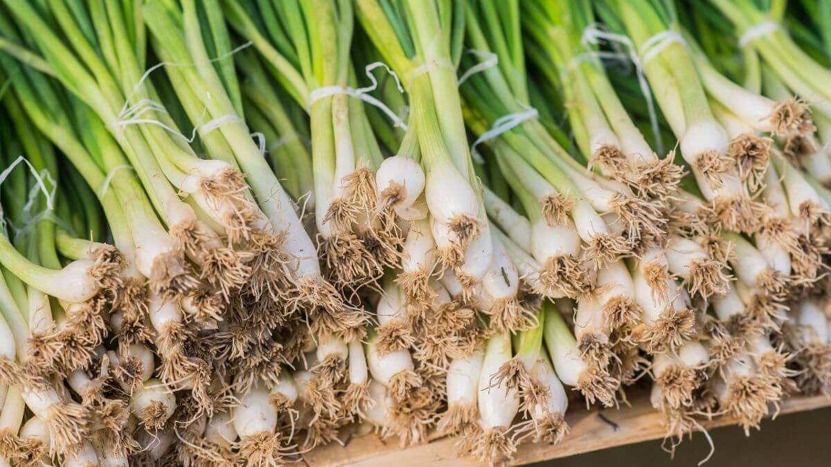 Know THESE 5 benefits of green onion