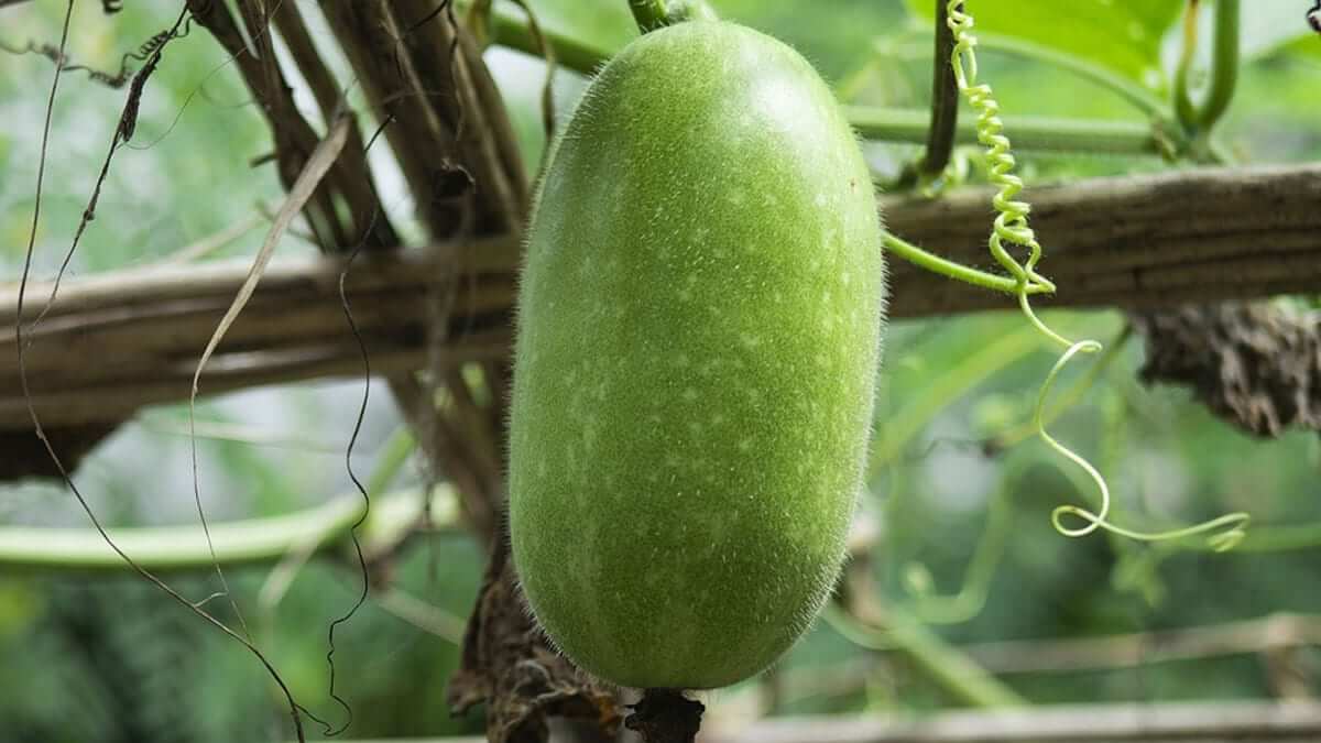 Know how drinking white pumpkin juice can help cure these 5 health problems