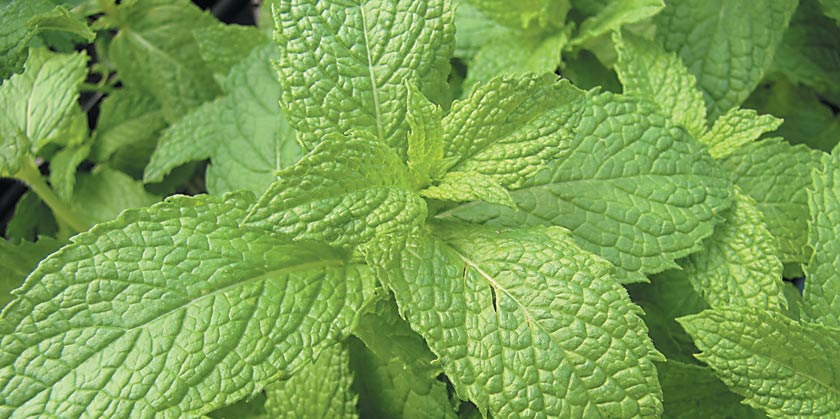 mintcanhelpfightcancer:study