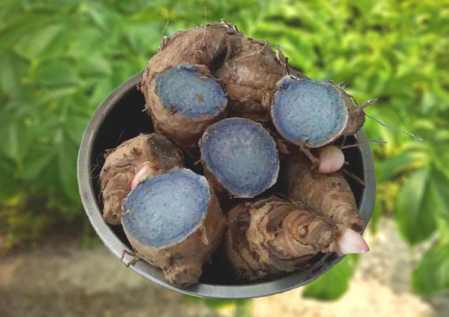 Check out 5 health benefits of black turmeric