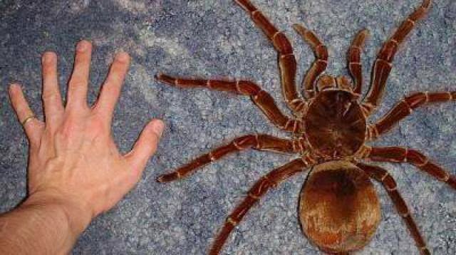 spidertoxinanaloguecanhelpintreatingpain