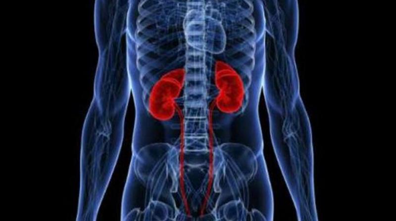 newtreatmentforchronickidneydiseaseintheoffing:study