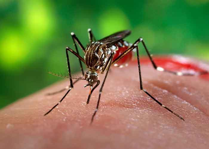Mosquito-borne diseases still have no cure, doctors warn