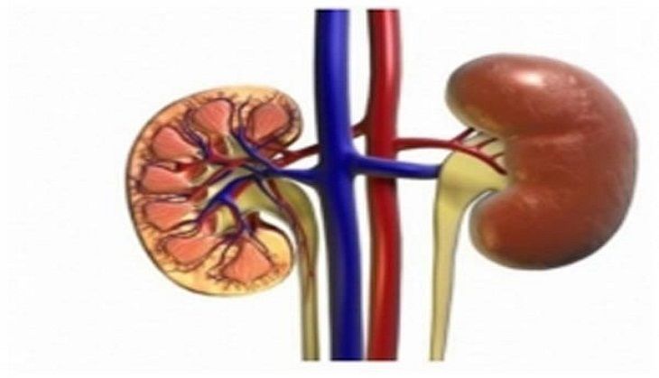 newcalculatorcanestimatesuccessofkidneytransplantoutcome