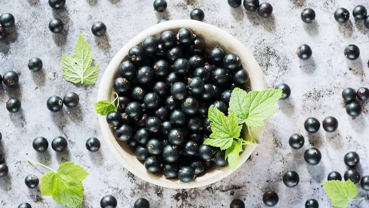 Know THESE 5 benefits Black Currant