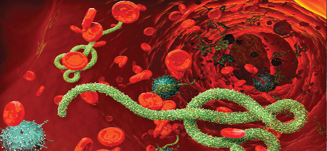 ebolaviruscaninfecthumanreproductiveorgans:study