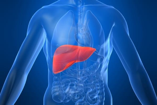 alcoholallowsbacteriatoinfiltrateintoliver:study