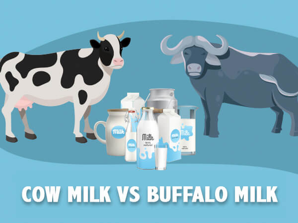 Which is better for health? Cow Milk vs Buffalo Milk