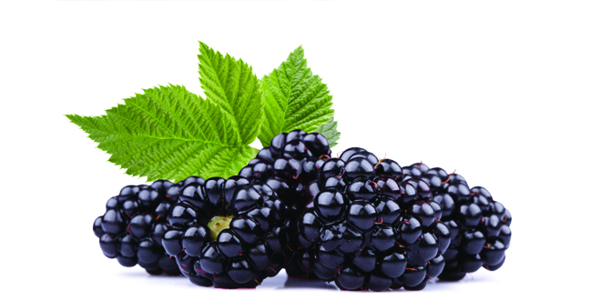 blackraspberrytoutedforbighealthbenefits