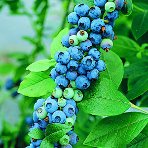 blueberriesmayhelptreatposttraumaticstressdisorder