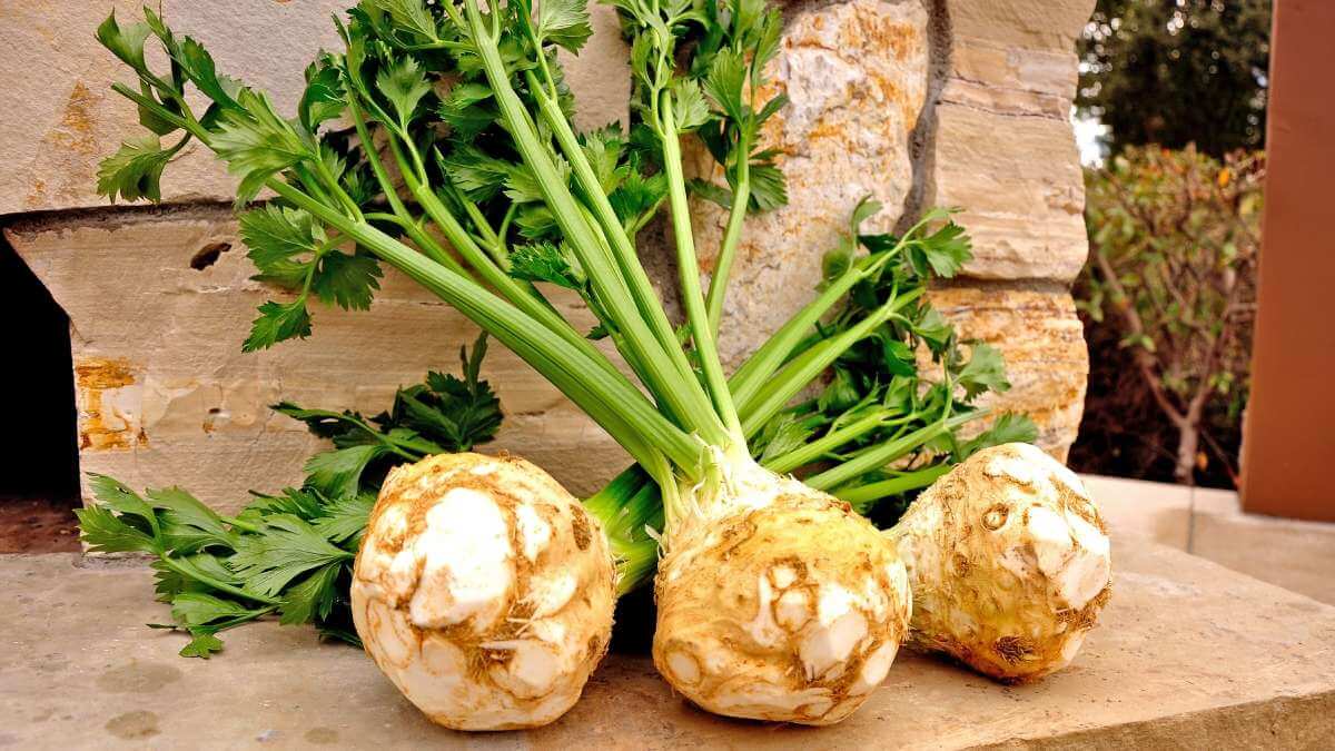 Know THESE 5 benefits of Superfood Celeriac