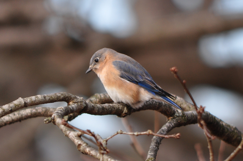 watchingbirdscanimproveyourmentalhealth:study