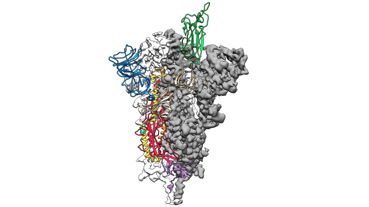 newupdatesoncoronavirus