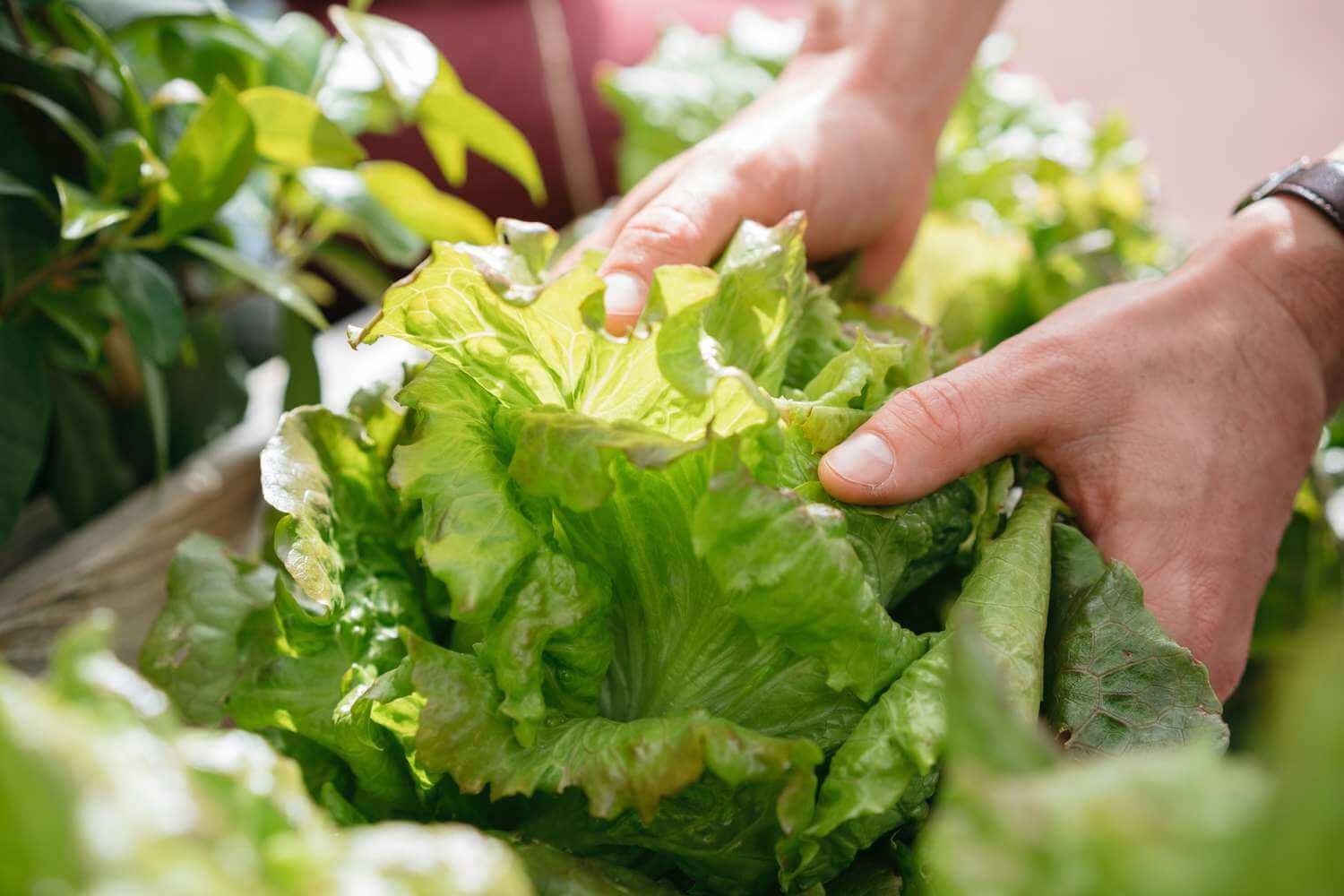 know-these-5-benefits-of-romaine-lettuce