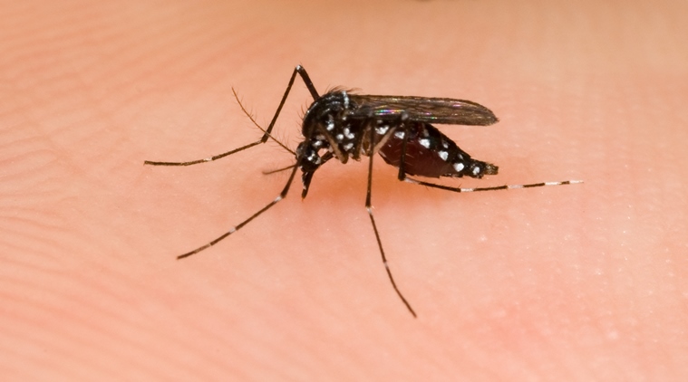 mosquitoesrememberhumansmells:study