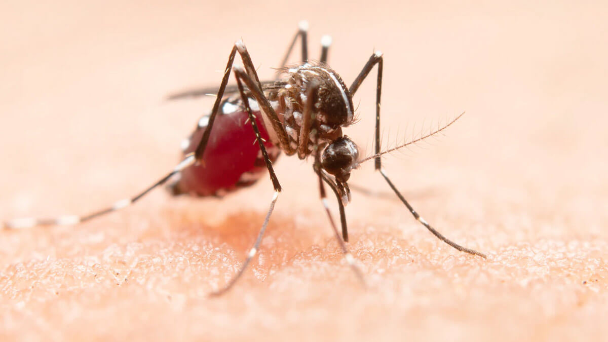expertsexplainswhetherchikungunyacanleadtoarthritisornot