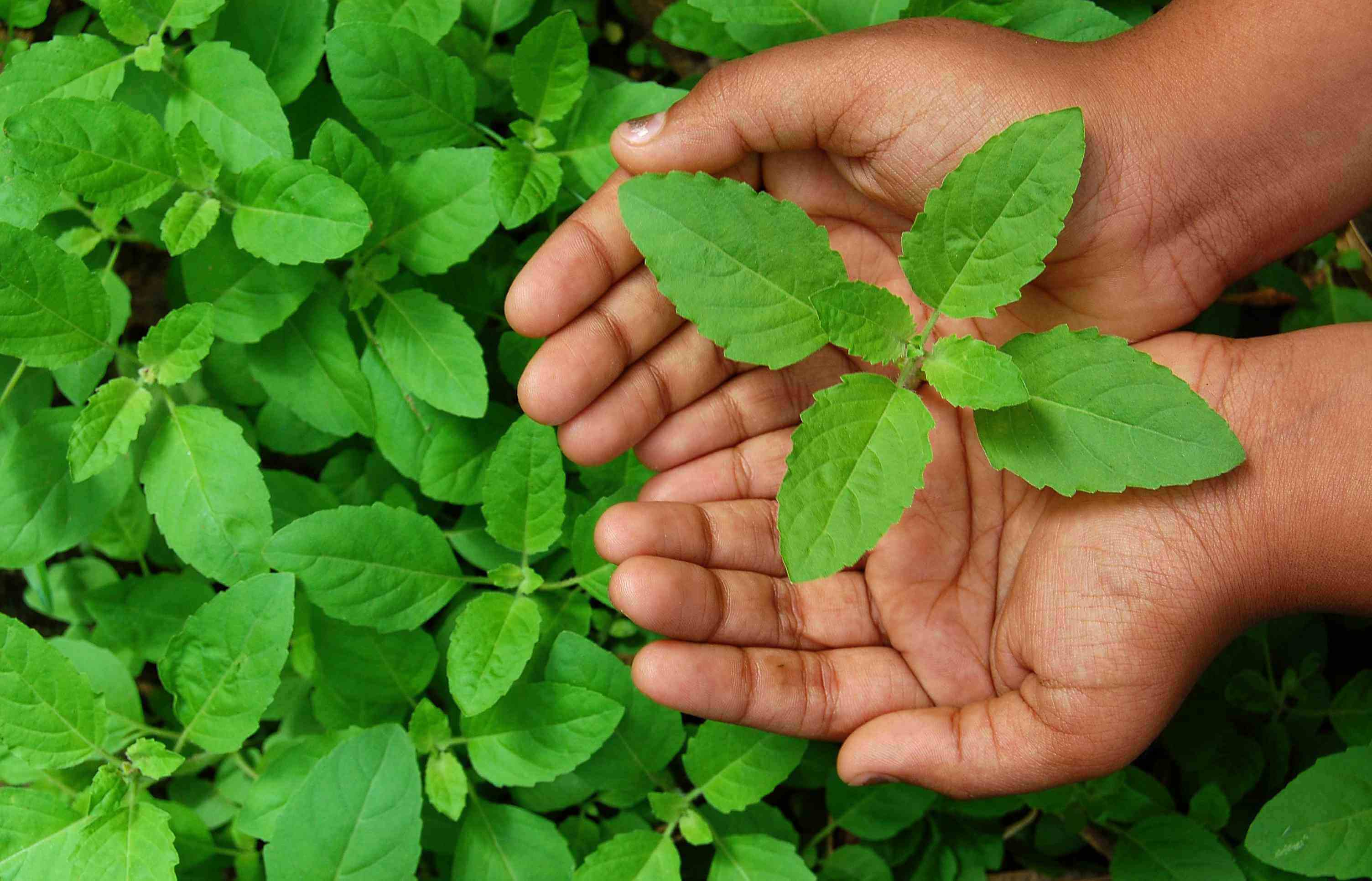Know how basil leaves are beneficial in stone and diabetes