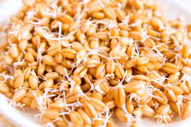 Know THESE 5 benefits of Sprouted Wheat