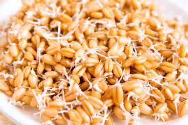 knowthese5benefitsofsproutedwheat